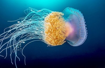 ​深海掠食者：对人类造成最致命伤害的“箱形水母”
