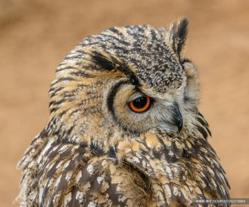 ​20张猫头鹰图片高清图，值得收藏！