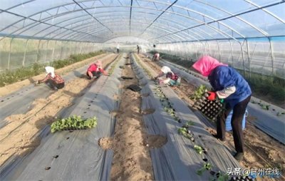 ​金彩红：“谁说女子不如男”