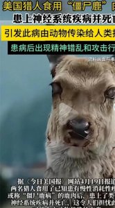 ​惊爆！美国僵尸鹿病毒再度爆发，科学家们，疫情防控、全球灾难