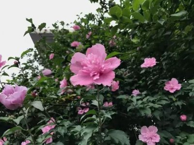 ​木槿：颜如舜华丨曾被写在诗经中的花，它一直开到了今天