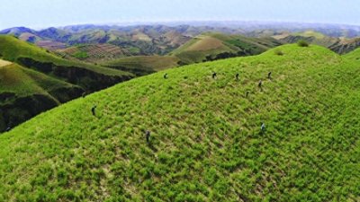 ​陕西：子洲县坚持四个核心 打造百亿级中药材产业集群