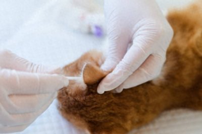 ​猫咪耳螨的治疗，碘伏并非首选疗法