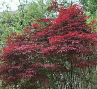 ​人是有前世今生的