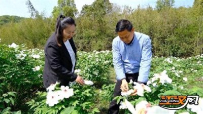 ​松滋市刘家场镇：油用牡丹盛开 有风景更有“钱”景