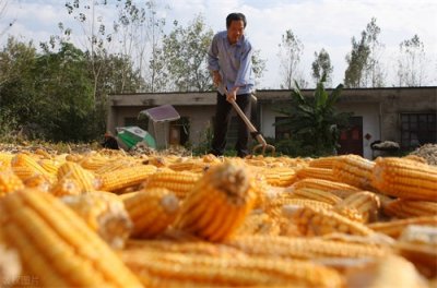 ​九月初一到了，农村老话说“九月初一有三怕”，分别都是啥呢？