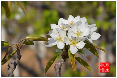 ​「新语说书」凑佳苗与《告白》1——复仇前的告诫
