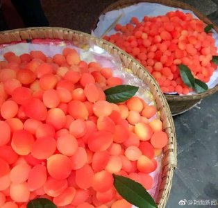 ​成都街头现网红水果金西梅，专家称其并不新鲜！网友：骗子水果，又贵又难吃！