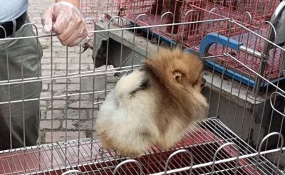 ​一只博美处理价要50000块？网友：品相不错，但卖5万？想钱想疯了